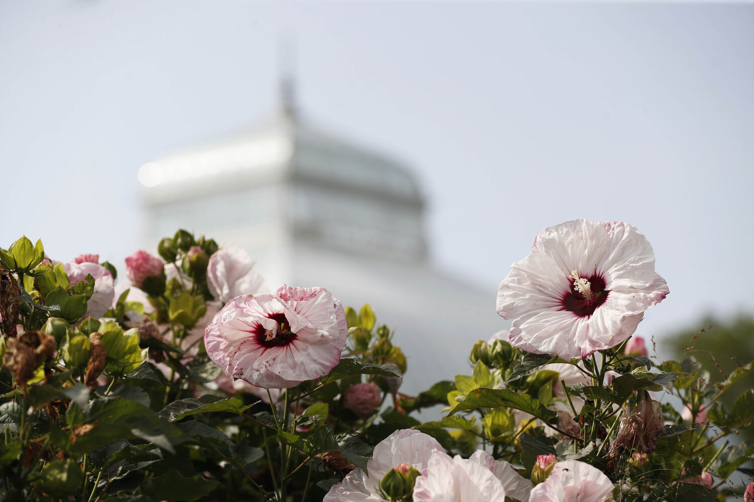 Hibiscus